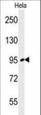 FNIP2 Antibody western blot of HeLa cell line lysates (35 ug/lane). The FNIP2 antibody detected the FNIP2 protein (arrow).