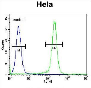 FNIP2 Antibody flow cytometry of HeLa cells (right histogram) compared to a negative control cell (left histogram). FITC-conjugated goat-anti-rabbit secondary antibodies were used for the analysis.