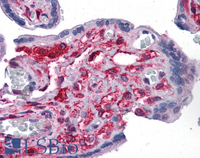 Anti-FNIP2 antibody IHC of human placenta. Immunohistochemistry of formalin-fixed, paraffin-embedded tissue after heat-induced antigen retrieval. Antibody LS-B4598 concentration 5 ug/ml.