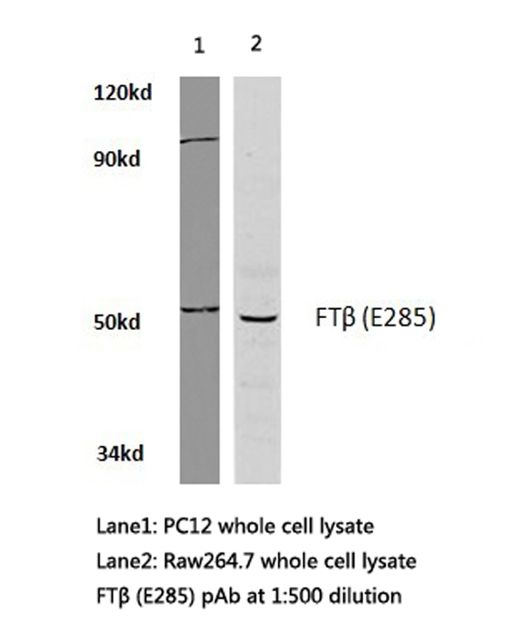 Western blot of FT (E285) pAb in extracts from pc12 and raw264.7 cells.
