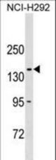 COL20A1 Antibody western blot of NCI-H292 cell line lysates (35 ug/lane). The COL20A1 antibody detected the COL20A1 protein (arrow).