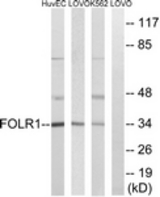 Western blot of extracts from K562/LOVO/HUVEC cells, using FOLR1 Antibody. The lane on the right is treated with the synthesized peptide.