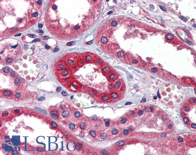 Anti-Folate Binding Protein antibody IHC of human kidney. Immunohistochemistry of formalin-fixed, paraffin-embedded tissue after heat-induced antigen retrieval. Antibody LS-B5727 concentration 5 ug/ml.