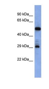 FOLR1 antibody LS-B5727 Western blot of PANC1 cell lysate.