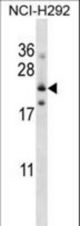 FOLR3 Antibody western blot of NCI-H292 cell line lysates (35 ug/lane). The FOLR3 antibody detected the FOLR3 protein (arrow).