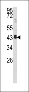 Western blot of c-fos antibody in 293 cell line lysates (35 ug/lane). c-fos (arrow) was detected using the purified antibody.