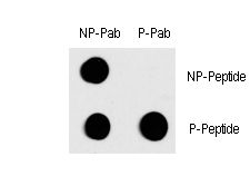 Dot blot of Phospho-FOS-T232 polyclonal antibody on nitrocellulose membrane. 50ng of Phospho-peptide or Non Phospho-peptide per dot were adsorbed. Antibody working concentration was 0.5ug per ml. P-antibody: phospho-antibody; P-Peptide: phospho-peptide; NP-Peptide: non-phospho-peptide.