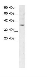 HepG2 Cell Lysate