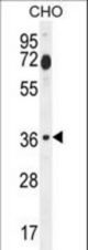 FOSL2 Antibody western blot of CHO cell line lysates (35 ug/lane). The FOSL2 antibody detected the FOSL2 protein (arrow).