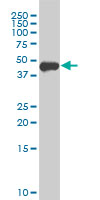 Western blot of FOXA1 expression in MCF-7 cell lysate.