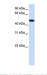 721_B cell lysate. Antibody concentration: 1.0 ug/ml. Gel concentration: 12%.