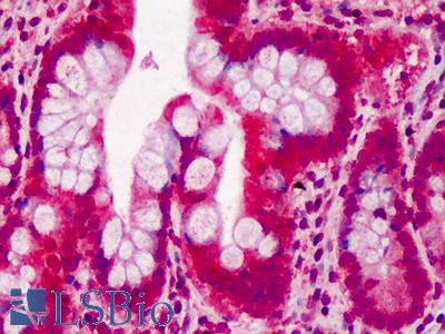 Anti-COL25A1 antibody IHC of human small intestine. Immunohistochemistry of formalin-fixed, paraffin-embedded tissue after heat-induced antigen retrieval. Antibody LS-B663 concentration 5 ug/ml.