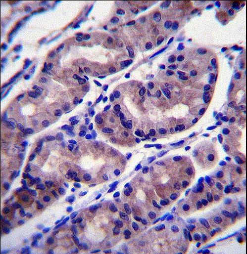 FOXA2 Antibody immunohistochemistry of formalin-fixed and paraffin-embedded human stomach tissue followed by peroxidase-conjugated secondary antibody and DAB staining.