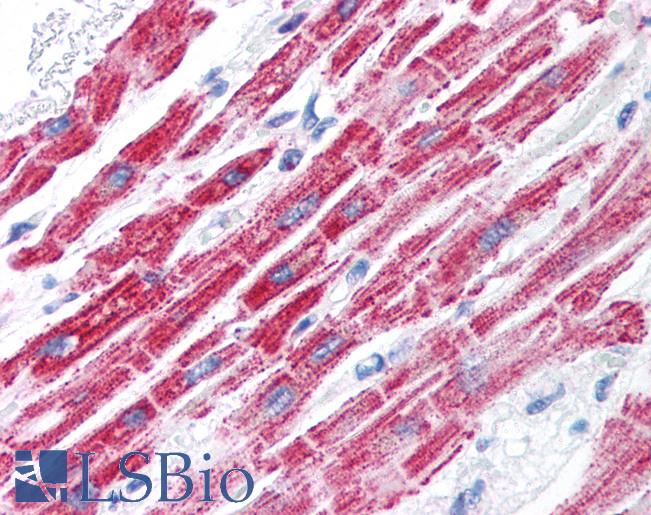 Anti-FOXA3 antibody IHC of human heart. Immunohistochemistry of formalin-fixed, paraffin-embedded tissue after heat-induced antigen retrieval. Antibody LS-B947 concentration 5 ug/ml.