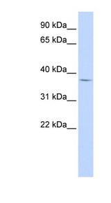 FOXB1 antibody LS-C110080 Western blot of Fetal Heart lysate.