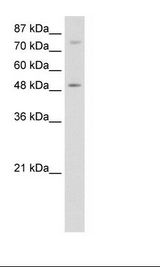 HepG2 Cell Lysate