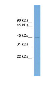 FOXB2 antibody LS-C115996 Western blot of Mouse Spleen lysate.