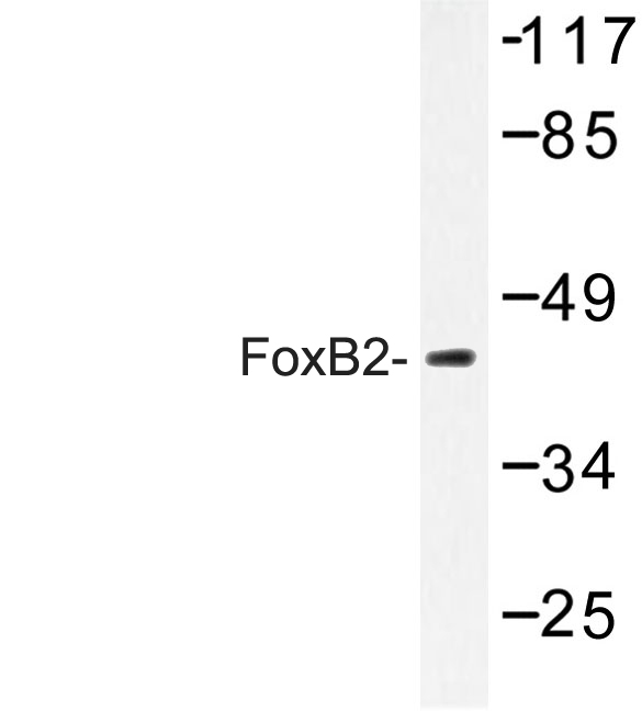 Western blot of FoxB2 (Q285) pAb in extracts from HeLa cell.