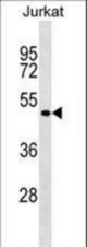 FOXB2 Antibody western blot of Jurkat cell line lysates (35 ug/lane). The FOXB2 antibody detected the FOXB2 protein (arrow).