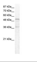 HepG2 Cell Lysate