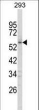 Western blot of FOXC1 Antibody in 293 cell line lysates (35 ug/lane). FOXC1 (arrow) was detected using the purified antibody.