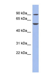 FOXC1 antibody LS-B4579 Western blot of THP-1 cell lysate.