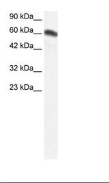 Fetal Kidney Lysate