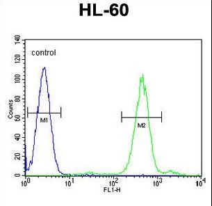 FOXC2 Antibody (Center P198) flow cytometry of HL-60 cells (right histogram) compared to a negative control cell (left histogram). FITC-conjugated goat-anti-rabbit secondary antibodies were used for the analysis.