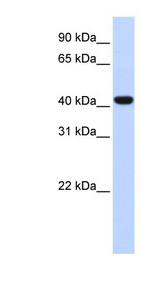 FOXD1 antibody LS-C109729 Western blot of Fetal Lung lysate.