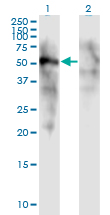 Western Blot analysis of FOXD1 expression in transfected 293T cell line by FOXD1 monoclonal antibody (M01), clone 2C10.Lane 1: FOXD1 transfected lysate (Predicted MW: 51.15 KDa).Lane 2: Non-transfected lysate.