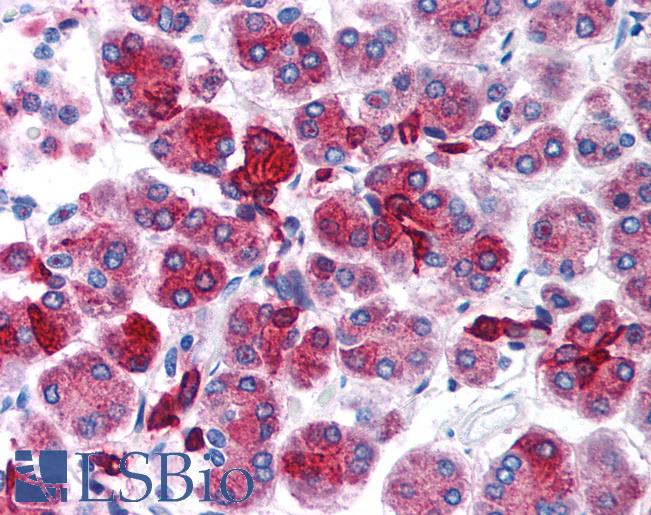 Anti-FOXD3 antibody IHC of human pancreas. Immunohistochemistry of formalin-fixed, paraffin-embedded tissue after heat-induced antigen retrieval. Antibody LS-B948 concentration 5 ug/ml.