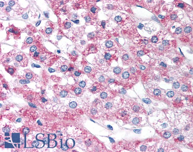 Anti-FOXD3 antibody IHC of human adrenal. Immunohistochemistry of formalin-fixed, paraffin-embedded tissue after heat-induced antigen retrieval. Antibody LS-B948 concentration 5 ug/ml.