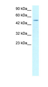 FOXD3 antibody LS-B948 Western blot of HepG2 cell lysate.