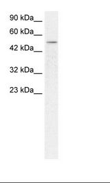 HepG2 Cell Lysate