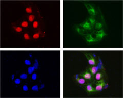 Immunofluorescent microscope analysis of NTERA-2 cells using anti-FOXD3 polyclonal antibody (poly6317) (red). alpha-tubulin (clone 10D8) has been labeled with green and nuclei were stained with DAPI (blue).