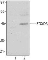 Whole cell extract from Hela cells (lane 1) and NTERA-2 cells (lane 2) were resolved by electrophoresis, transferred to nitrocellulose and probed with rabbit anti-FOXD3 antibody.