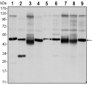 Western blot using FOXD3 mouse monoclonal antibody against NTERA-1 (1),HUVE-12 (2), HEK293 (3), HeLa (4), Jurkat (5), NIH/3T3 (6), K562 (7), RAW264.7 (8) and COS7 (9) cell lysate.