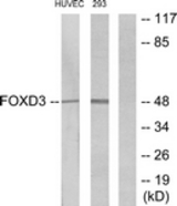 Western blot of extracts from HUVEC/293 cells, using FOXD3 Antibody. The lane on the right is treated with the synthesized peptide.