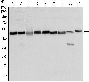 Western blot using FOXD3 mouse monoclonal antibody against NTERA-2 (1), HUVE-12 (2), HEK293 (3), HeLa (4), Jurkat (5), K562 (6), RAW264.7 (7), NIH/3T3 (8), and COS7 (9) cell lysate.