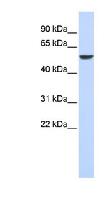 FOXD4 antibody LS-C115951 Western blot of 293T cell lysate.