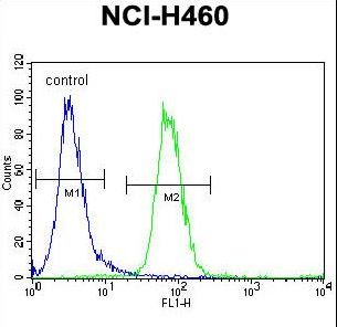 FX4L1 Antibody flow cytometry of NCI-H460 cells (right histogram) compared to a negative control cell (left histogram). FITC-conjugated goat-anti-rabbit secondary antibodies were used for the analysis.