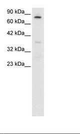 HepG2 Cell Lysate