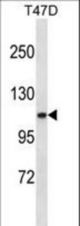 COL3A1 Antibody western blot of T47D cell line lysates (35 ug/lane). The COL3A1 antibody detected the COL3A1 protein (arrow).