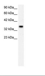 Placenta Lysate