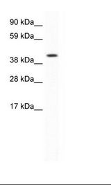 SP2/0 Cell Lysate