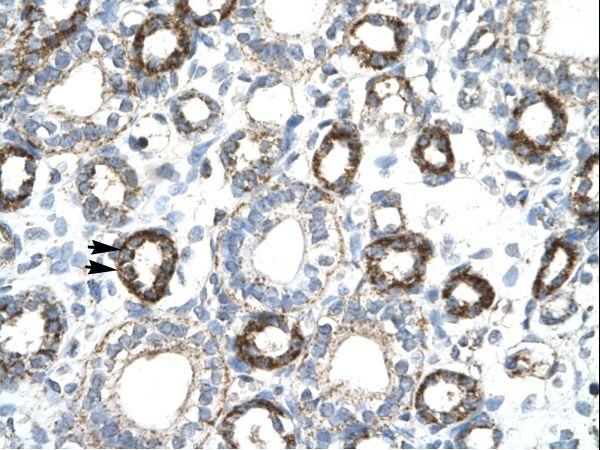 FOXF2 antibody LS-C31058 was used in IHC to stain formalin-fixed, paraffin-embedded human kidney.