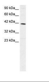 HepG2 Cell Lysate