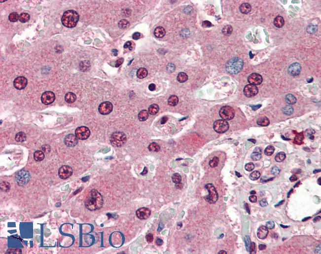 Anti-FOXH1 antibody IHC of human liver. Immunohistochemistry of formalin-fixed, paraffin-embedded tissue after heat-induced antigen retrieval. Antibody LS-B3071 concentration 5 ug/ml.