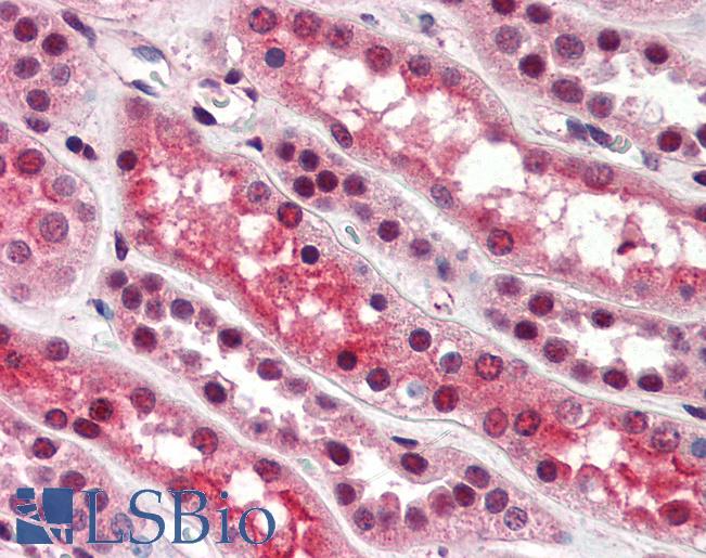 Anti-FOXH1 antibody IHC of human kidney. Immunohistochemistry of formalin-fixed, paraffin-embedded tissue after heat-induced antigen retrieval. Antibody LS-B3071 concentration 5 ug/ml.
