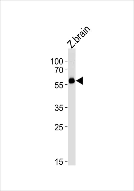 DANRE foxh1 Antibody western blot of zebra fish brain tissue lysates (35 ug/lane). The DANRE foxh1 antibody detected the DANRE foxh1 protein (arrow).
